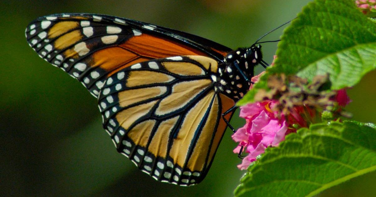 LAST CHANCE Butterfly Forest Phipps Conservatory and Botanical Gardens Pittsburgh PA