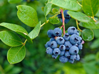 Gardening and Botanical Crafts Gardening and Botanical Crafts