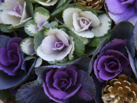Floral Design Floral Design