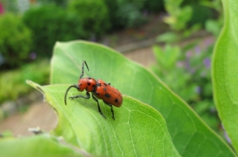 Greener Gardening Guide