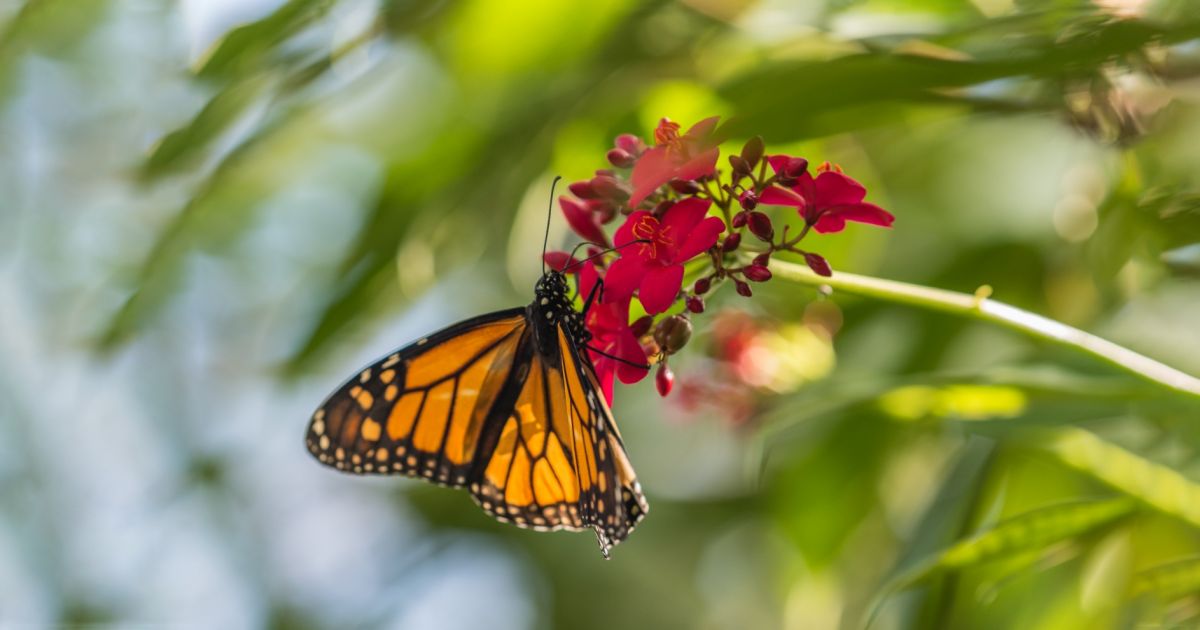 Last Chance Butterfly Forest Phipps Conservatory and Botanical Gardens Pittsburgh PA