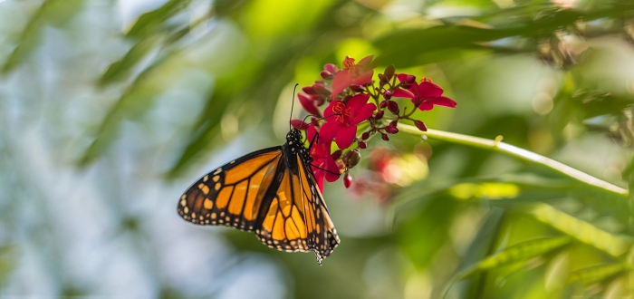 Butterfly Forest Butterfly Forest