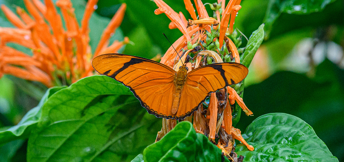 Butterfly Bonanza Butterfly Bonanza