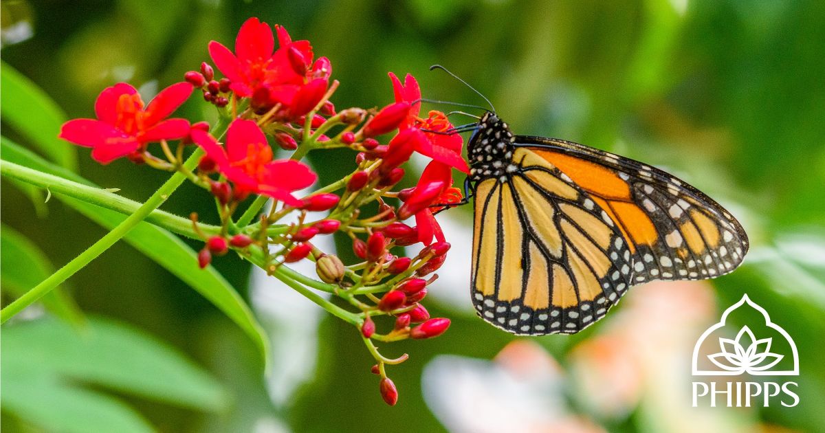 See Butterflies Take Flight in Phipps Conservatory’s Butterfly Forest, Opening Saturday Phipps