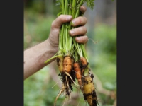 Homegrown Classes Homegrown Classes