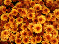 Sustainable Horticulture, Landscape and Garden Design, and Native Plant Landscapes Sustainable Horticulture, Landscape and Garden Design, and Native Plant Landscapes