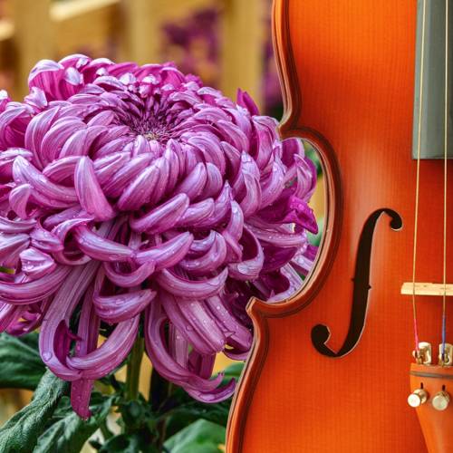 Chrysanthemums and Classical