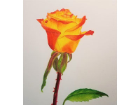 NEW! Online Classes NEW! Online Classes