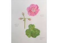 Botanical Art and Illustration Botanical Art and Illustration