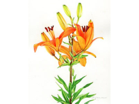 NEW! Online Classes NEW! Online Classes
