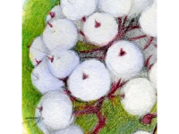 Botanical Art and Illustration Botanical Art and Illustration