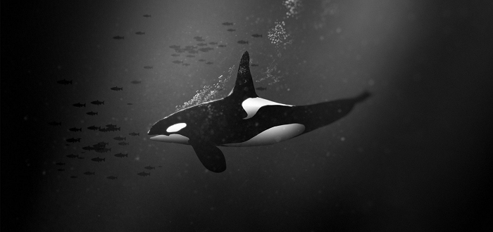 Environmental Film Series: Dammed to Extinction Environmental Film Series: Dammed to Extinction