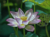 NEW! Online Classes NEW! Online Classes