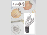 Online Classes Online Classes