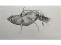 Botanical Art and Illustration Botanical Art and Illustration