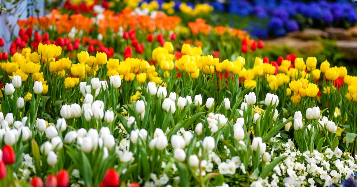 Spring Flower Show: Gardens of the Rainbow | Phipps Conservatory and