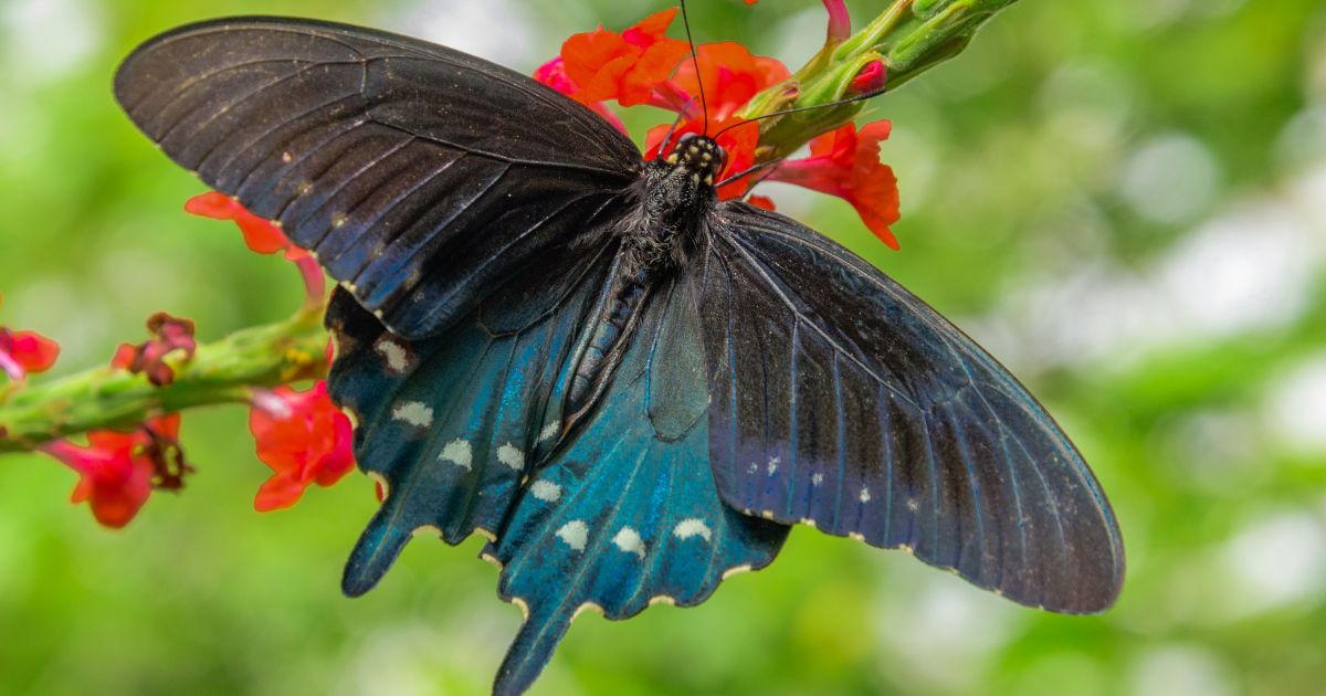 Butterfly Forest | Phipps Conservatory and Botanical Gardens