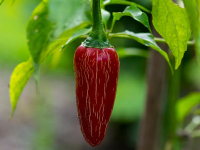 Seed Saving