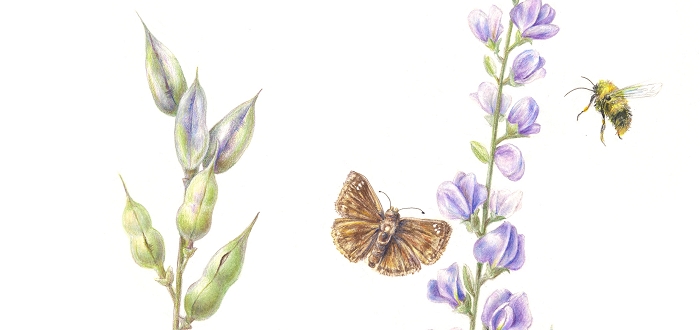 Natives for Your Garden: A Botanical Art Exhibit