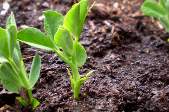 Vegetable Gardening Guide