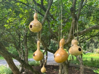 Gorgeous Gourds