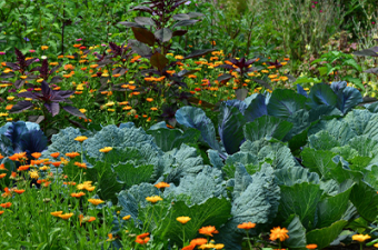 Growing Community Through Food Growing Community Through Food