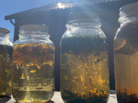 Down The Rabbit Hole with Phipps Adult Education