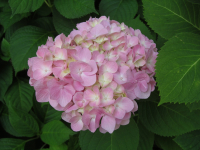 Sustainable Horticulture, Landscape and Garden Design, and Native Plant Landscapes Sustainable Horticulture, Landscape and Garden Design, and Native Plant Landscapes