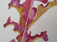 Botanical Art and Illustration Botanical Art and Illustration
