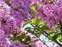 NEW! Online Classes NEW! Online Classes