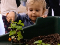 Little Sprouts Little Sprouts