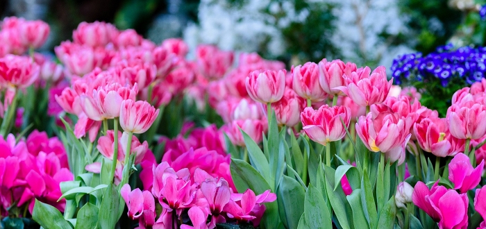 Spring Flower Show Member Night Spring Flower Show Member Night