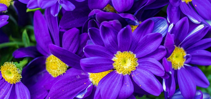Spring Flower Show Member Night Spring Flower Show Member Night