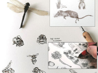 Botanical Art and Illustration Botanical Art and Illustration