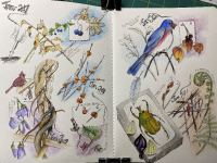 Botanical Art and Illustration Botanical Art and Illustration