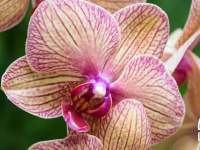 NEW! Online Classes NEW! Online Classes