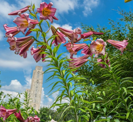 Mobile Wallpapers Phipps Conservatory And Botanical Gardens