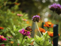 Down The Rabbit Hole with Phipps Adult Education