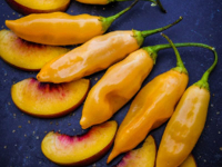 Seed Saving