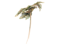 Botanical Art and Illustration Botanical Art and Illustration