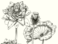 Botanical Art and Illustration Botanical Art and Illustration