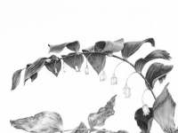 Botanical Art and Illustration Botanical Art and Illustration