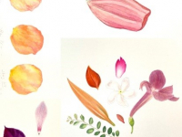 Botanical Art and Illustration Botanical Art and Illustration