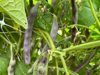 Seed Saving
