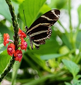 Summer of Pollinators Summer of Pollinators