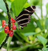 Summer of Pollinators