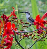 Summer of Pollinators Summer of Pollinators