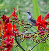 Summer of Pollinators