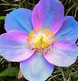 Spring Flower Show Scents Of Wonder Phipps Conservatory And Spring Flower Show Scents Of Wonder