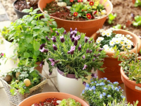 Gardening and Botanical Crafts Gardening and Botanical Crafts